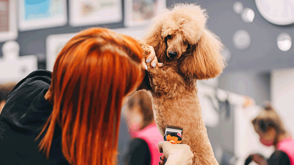 dog groomer website design DesignBurst Enterprise Website Package dog groomer website design DesignBurst Enterprise Website Package